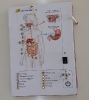 3 eso proyectos 2020-21 Conecta_2