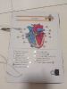 3 eso proyectos 2020-21 Circuito electróonico conecta